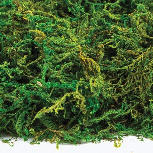 Baker Ross AV898 Dried Moss (Pack of 100G),Green, NA 100gr (pack of 1)