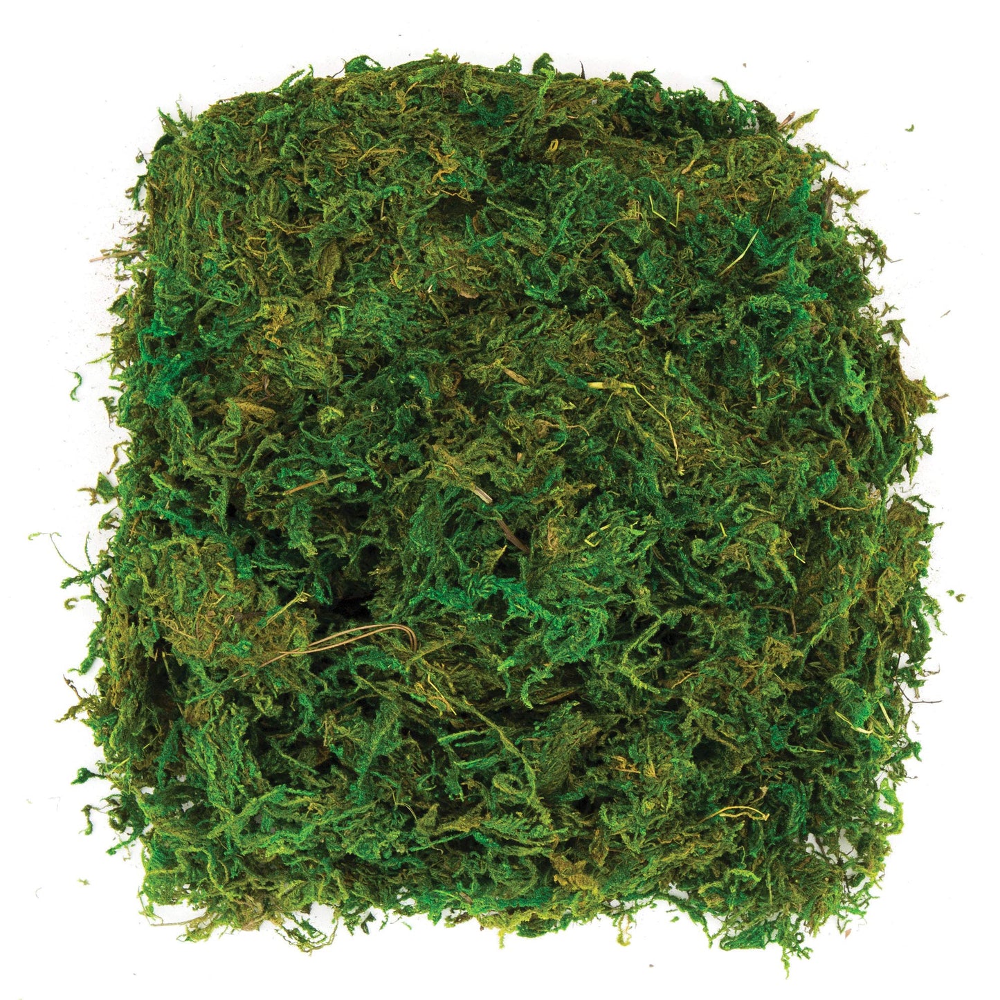 Baker Ross AV898 Dried Moss (Pack of 100G),Green, NA 100gr (pack of 1)